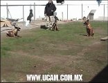 Adiestramiento Canino - Entrenamiento con tres perros