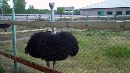 Ферма "Уральский страус"