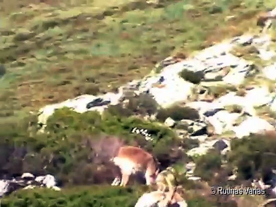 Cabras montesas en la montaña (Mountain Goats)