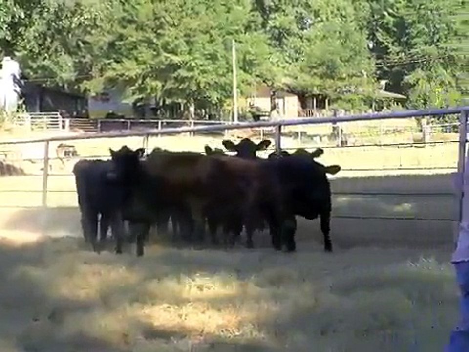 Spot at Jacks .mov