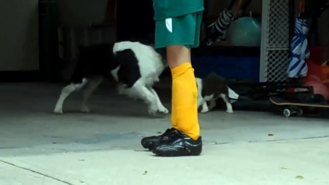 Springer Spaniel Puppy Lily - First Day Home