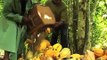 International Cocoa Initiative:Tackling Child Labour on Cocoa Growing  (Activities)