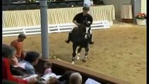 Redwine black Hanoverian stallion
