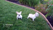 AKC Cream French Bulldog Puppies for Sale! Male and Female - San Diego, CA