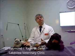 Introducing a kitten into your cat home!