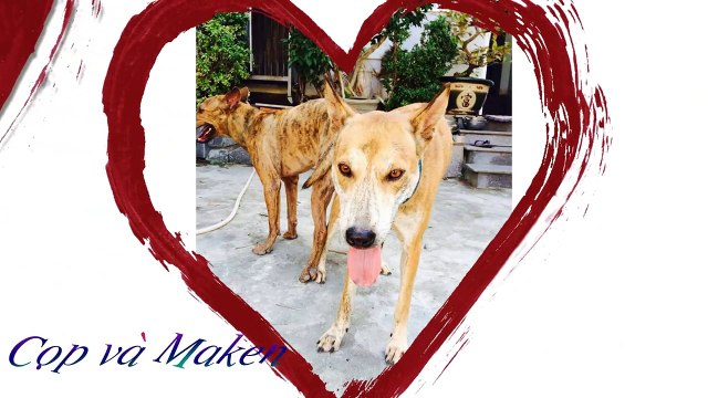 Bán chó Phú Quốc tại Nha Trang - ĐT: 0975 486 521