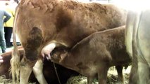 Le veau sous la mère, la race bovine Limousine au salon de l'agriculture 2013