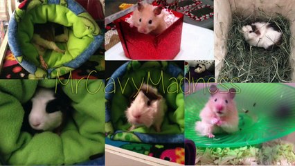 What's Coming to MrCavyMadness? | Channel Updates | (2015) *HD*