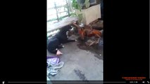 FIght Dog Vs Chicken & Dog Vs Duck see who wins