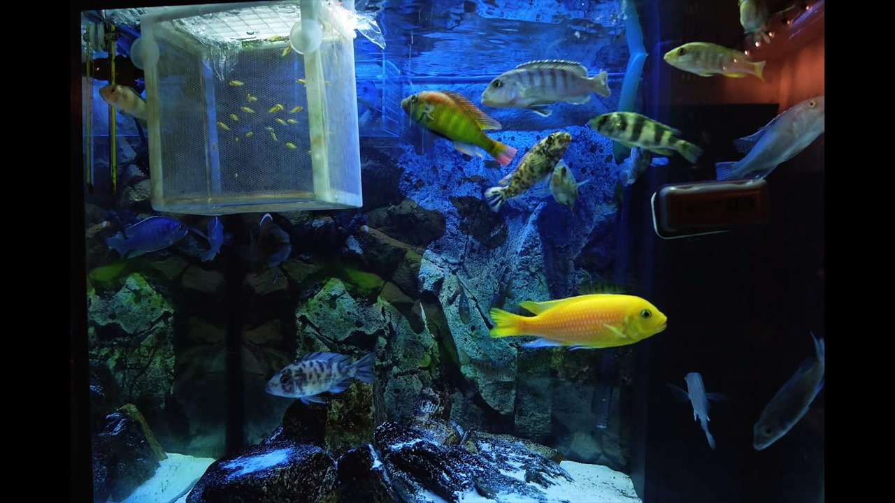 Afircan cichlid main tank moments