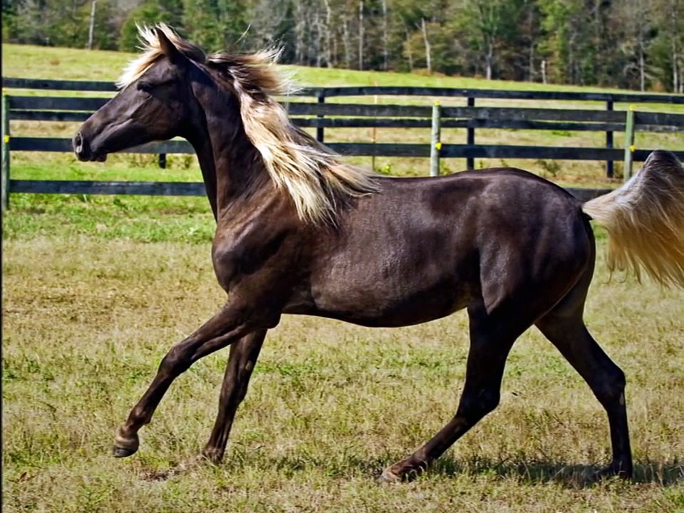 Rocky Mountain Horses For Sale video Dailymotion