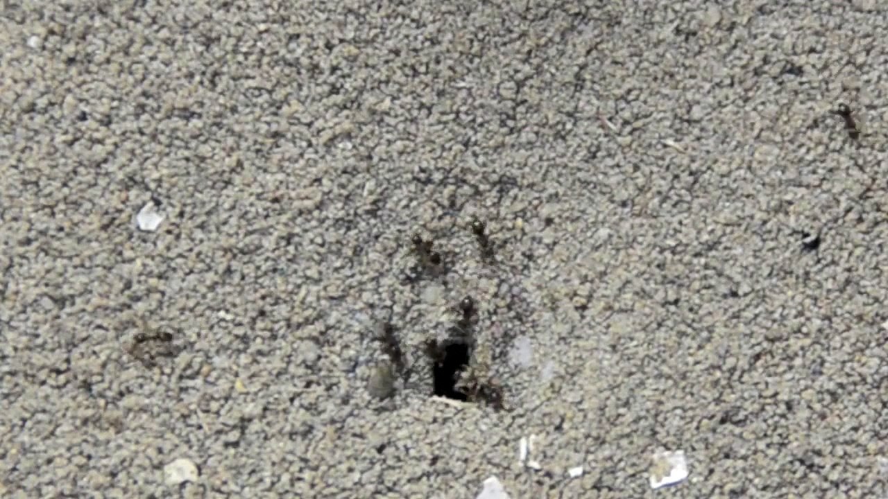 Black Garden Ants