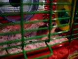 Roborovski Hamsters Fighting!