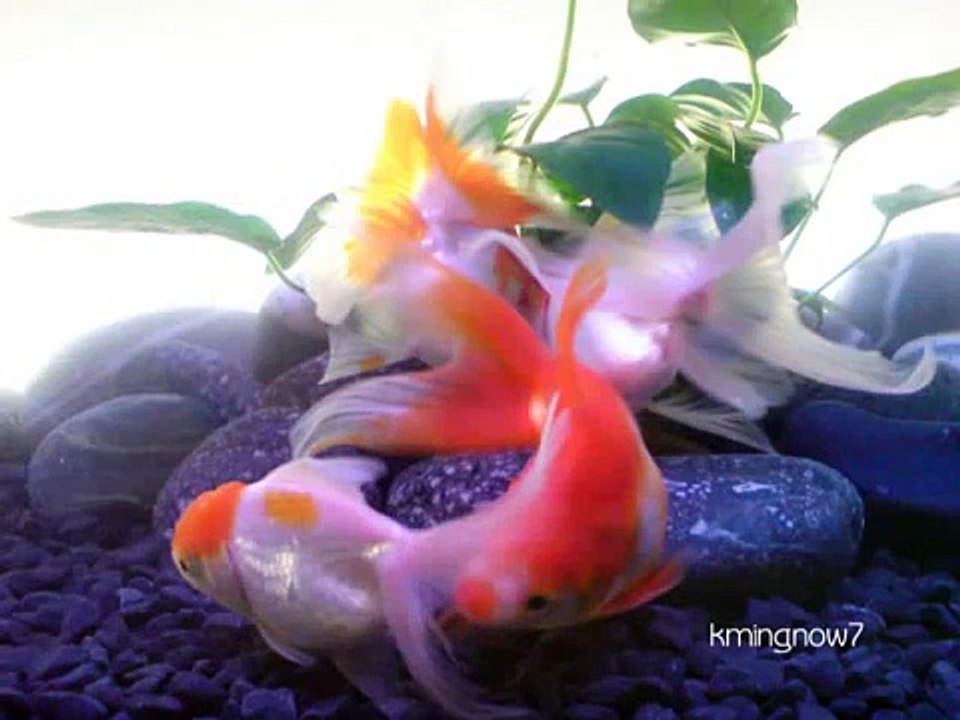 Goldfish