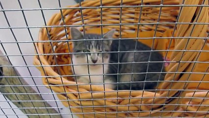 CATS (11) for ADOPTION @ North Platte Animal Shelter ~ 2-10-2014