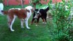 Eden et Alaska, mes 2 chiens Bouvier Bernois et Saint Bernard