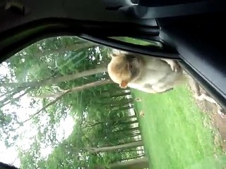 Monkeys at Woburn Safari Park