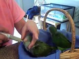 Feeding Baby Quaker Parrots