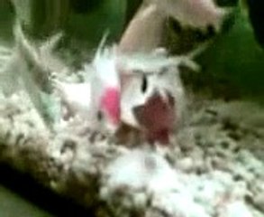 My brothers Redcap getting slaughtered by my Bala Sharks!