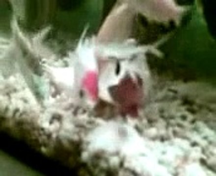 My brothers Redcap getting slaughtered by my Bala Sharks!