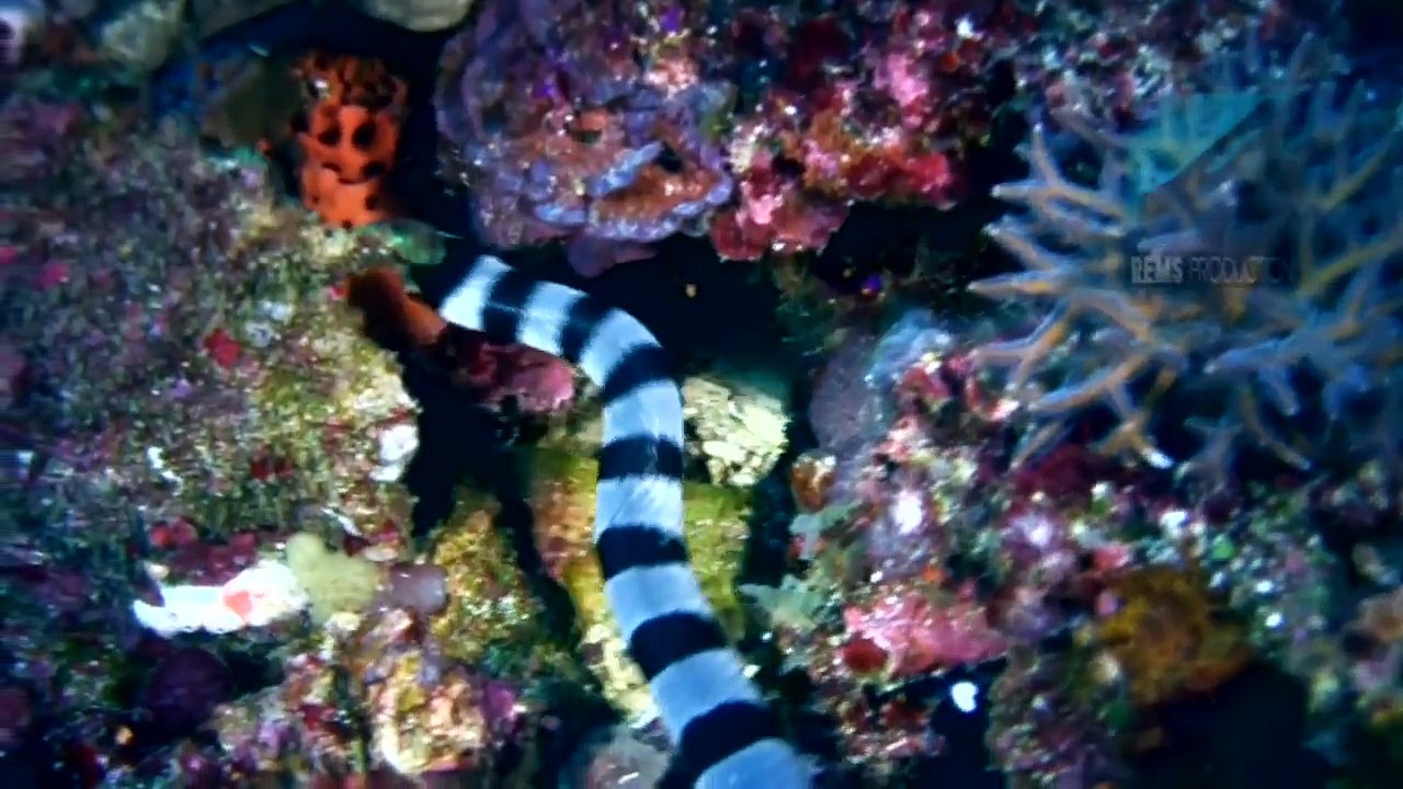 Diving Batu Bolong, Komodo National Park, Indonesia