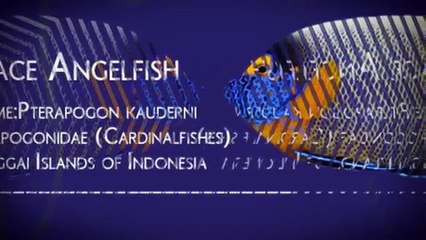 Top 15 Most Beautiful Aquarium Fish in the World