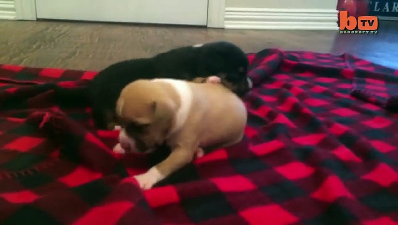 Cute Puppy Shower: Rescued Pup Enjoys Bath Time