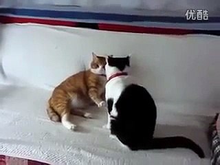 funny cats,funny animals,funny video,cute kittens,kittens,cats,funny cat videos