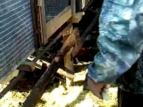 Ферма для кроликов ~1