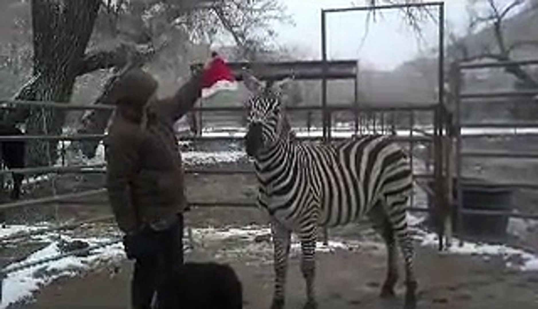Holiday Zebra Training