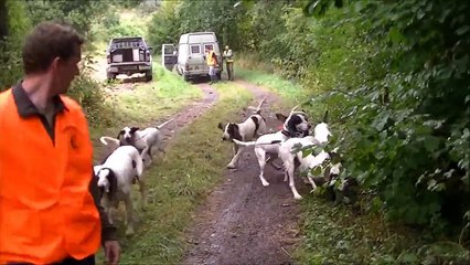 Rapprocher Gascon Saintongeois chasse aux sangliers