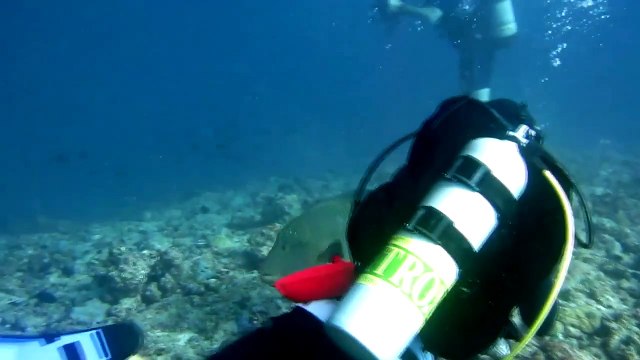 Diving with Mantas in the Maldives - 2014