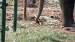 Tarra Digs The Sanctuary - Elephant Using Shovel
