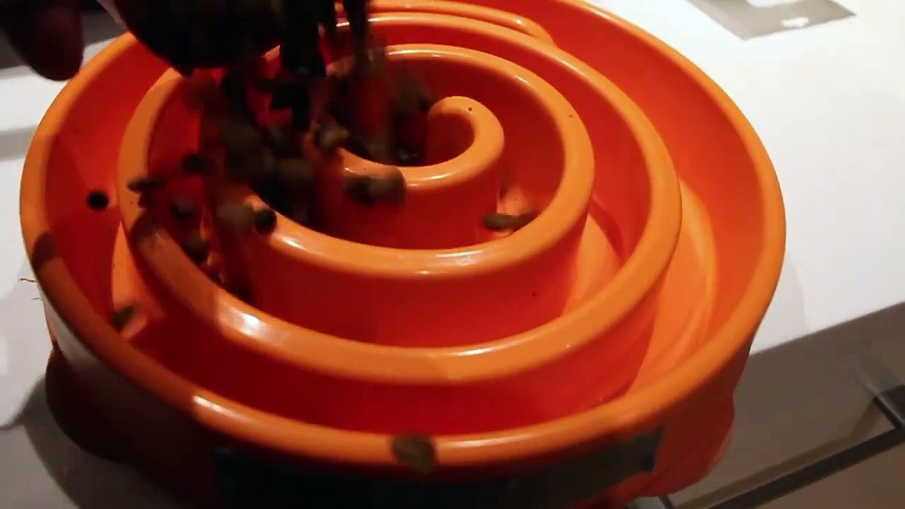 L'évolution de deux chiots courant pour aller manger leurs croquettes