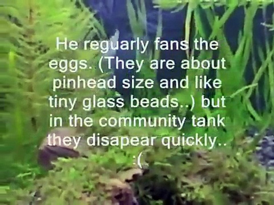 Killifish Spawn.wmv
