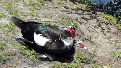 Male Muscovy duck mates successfully but leaves quickly to start a fight