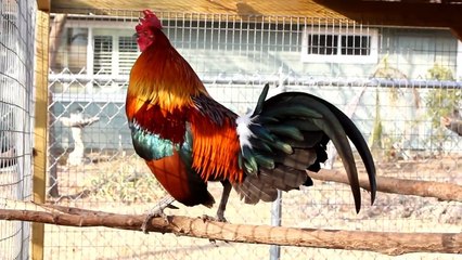 Kong's Southeast Asian Red Junglefowl - Foundation Male #1