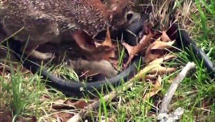 Un Lapin qui attaque un serpent