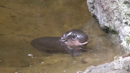 Un bébé hippopotame se baigne avec sa mère