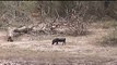 impala and warthog, warthogs fighting