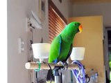 Aku The Eclectus Parrot sings for Jo-Anne