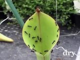 Ants aquaplaning on a pitcher plant