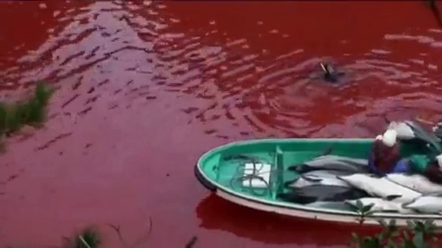 23,000 DOLPHINS KILLED IN JAPAN