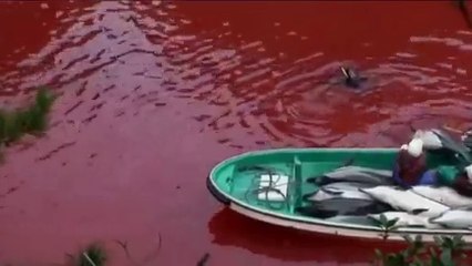 23,000 DOLPHINS KILLED IN JAPAN