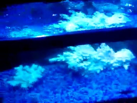 36 Metal Halide T5 HO Aquarium Reef 656W (TEST)