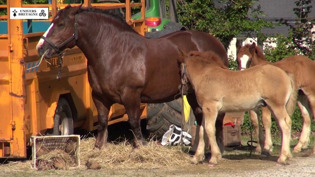 Concours du cheval breton à Ploudaniel, le samedi 13 juin 2015