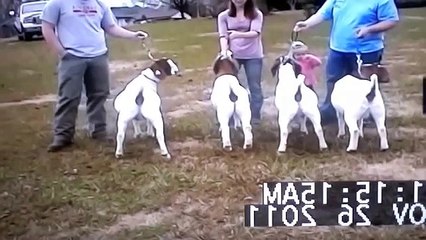 Livestock Judging - Market Goats