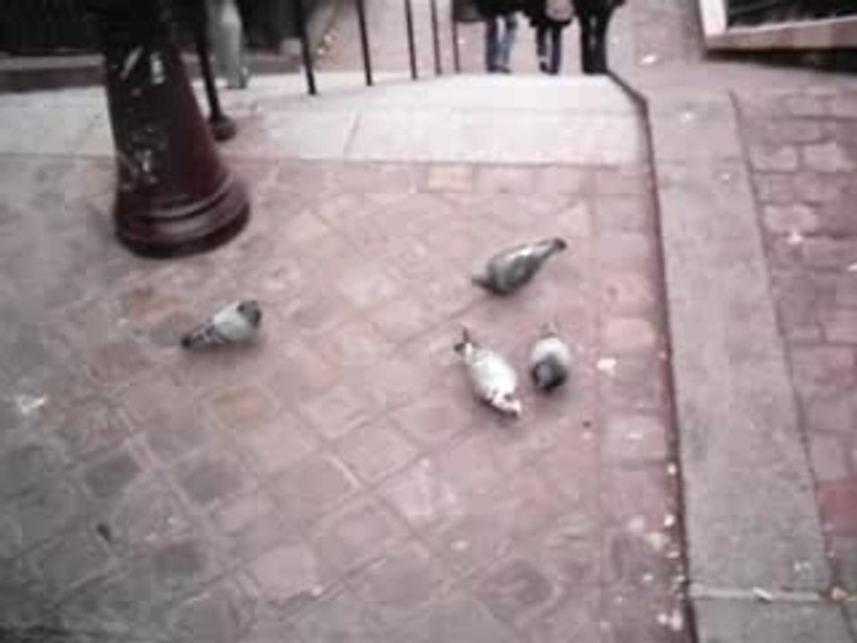 Délire pigeons