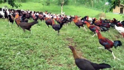 A flock of chickens and males