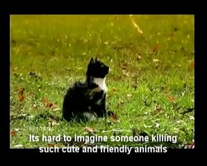 Cat and Dog Slaughter
